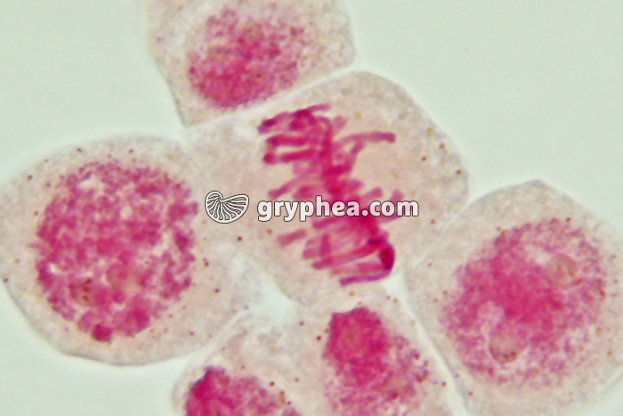 Mitose cellules de racine d'Ail - Métaphase x800 - gryphea.com